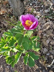Paeonia daurica