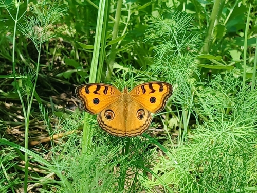Peacock Pansy