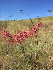 Grevillea dryandri