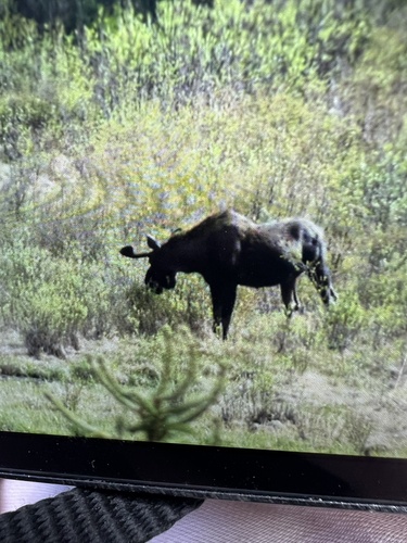 Moose