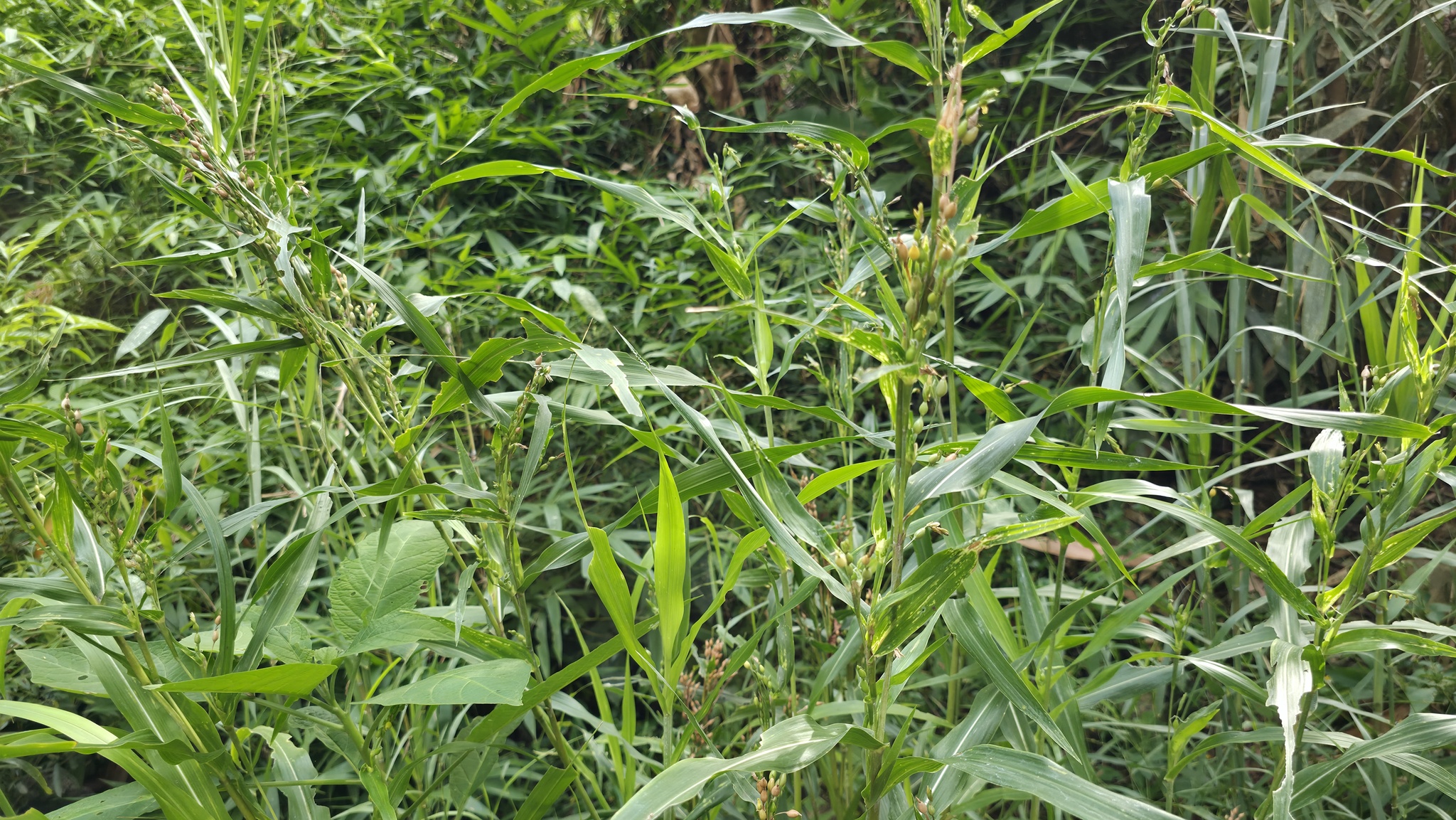 Coix lacryma-jobi — ảnh 2