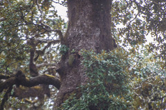 Picus squamatus