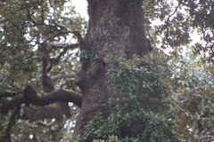 Picus squamatus