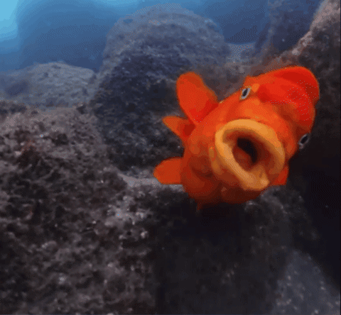 Garibaldi