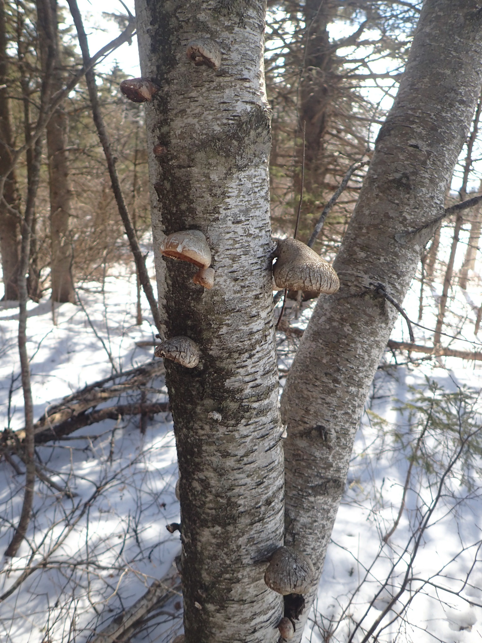 Piptoporus betulinus image