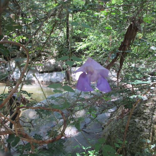 Sigmoidotropis speciosa, photograph 2