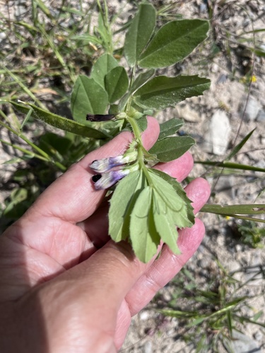 Vicia narbonensis