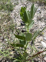 Vicia narbonensis, photograph (c) Наталья Пикалова, some rights reserved (CC BY)
