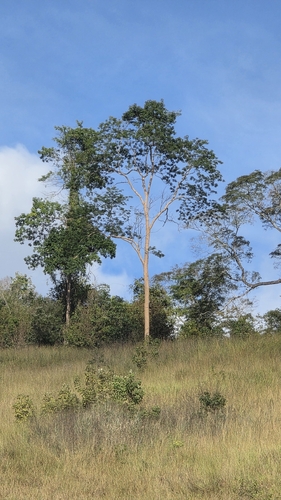 Paratecoma peroba
