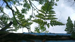 Davallia trichomanoides