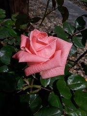 Rosa