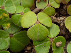 Oxalis brasiliensis