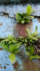 Asplenium antiquum