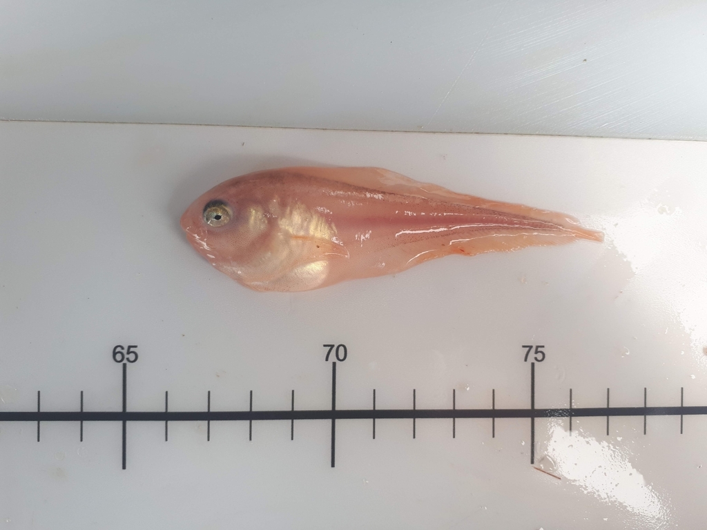Smalldisk Snailfish