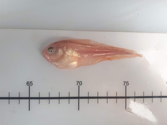 Careproctus gilberti