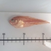 Smalldisk Snailfish - Photo (c) linddealy, some rights reserved (CC BY-NC), uploaded by linddealy