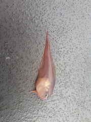 Careproctus gilberti