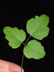 Akebia trifoliata, photograph (c) Saryu Mae 前 朝琉, some rights reserved (CC BY)