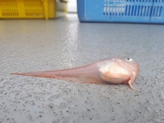 Careproctus gilberti