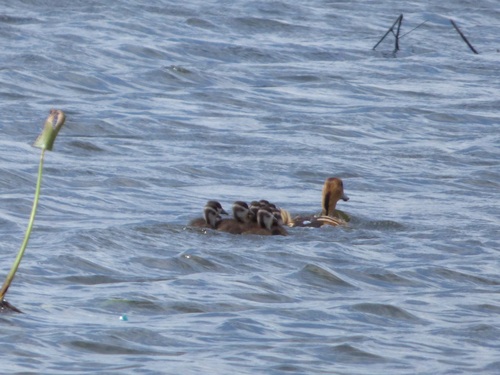iNaturalist image