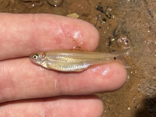 Bullhead Minnow