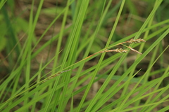 Carex lanceolata lanceolata