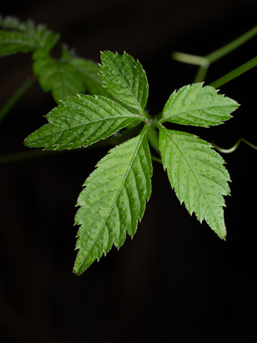 Gynostemma pentaphyllum, photograph 3