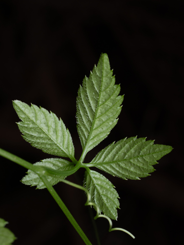 Gynostemma pentaphyllum, photograph 4