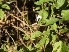 Cepora perimale scyllara