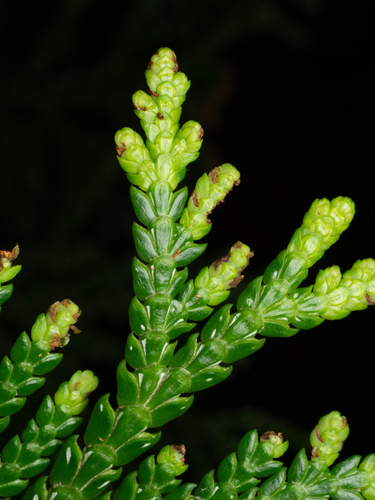 Thujopsis dolabrata