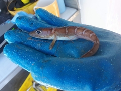 Shortfin Eelpout photo 2