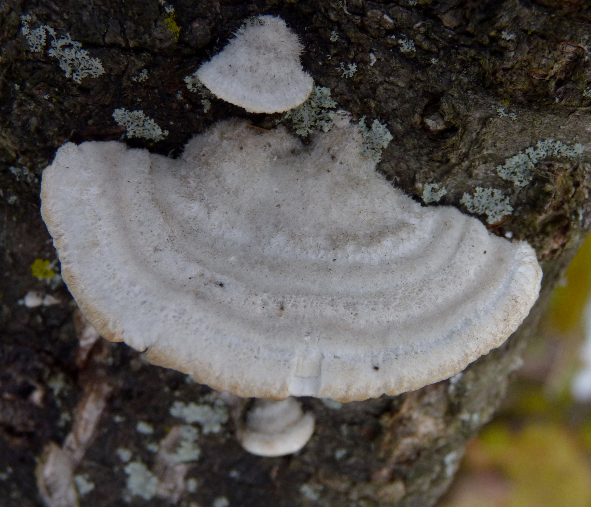 Trametes hirsuta image