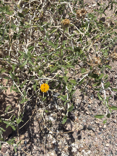 Encelia frutescens, photograph 5