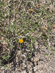Encelia frutescens, photograph (c) Aaron Liston, some rights reserved (CC BY)