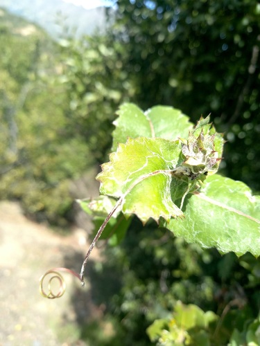 Mutisia latifolia