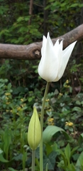 Tulipa fosteriana