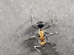 Polyrhachis semiaurata