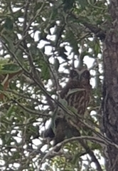 Ninox boobook boobook