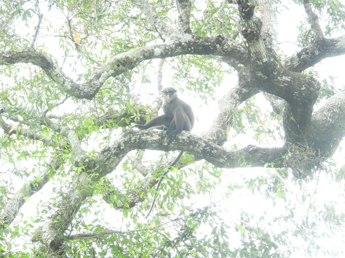 Dry Zone Purple-faced Langur