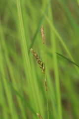 Carex lanceolata lanceolata
