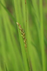 Carex lanceolata lanceolata