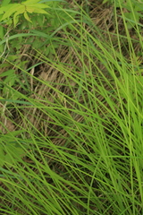 Carex lanceolata lanceolata