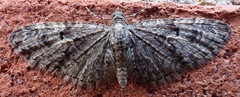 Eupithecia abbreviata