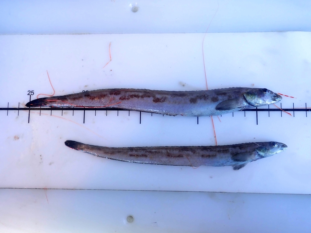 Longsnout prickleback (Lumpenella longirostris) — Stichaeidae