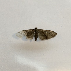 Eupithecia abbreviata