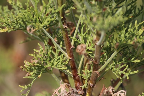 Image of Pelargonium radens by (c) Karen Eichholz, some rights reserved (CC BY)