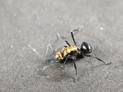 Polyrhachis semiaurata