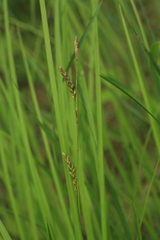 Carex lanceolata lanceolata