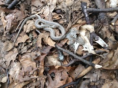 Thamnophis sirtalis semifasciatus