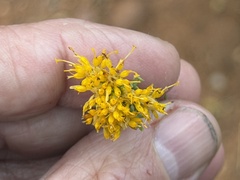 Isocoma tenuisecta, photograph (c) Brian Finzel, some rights reserved (CC BY-SA)